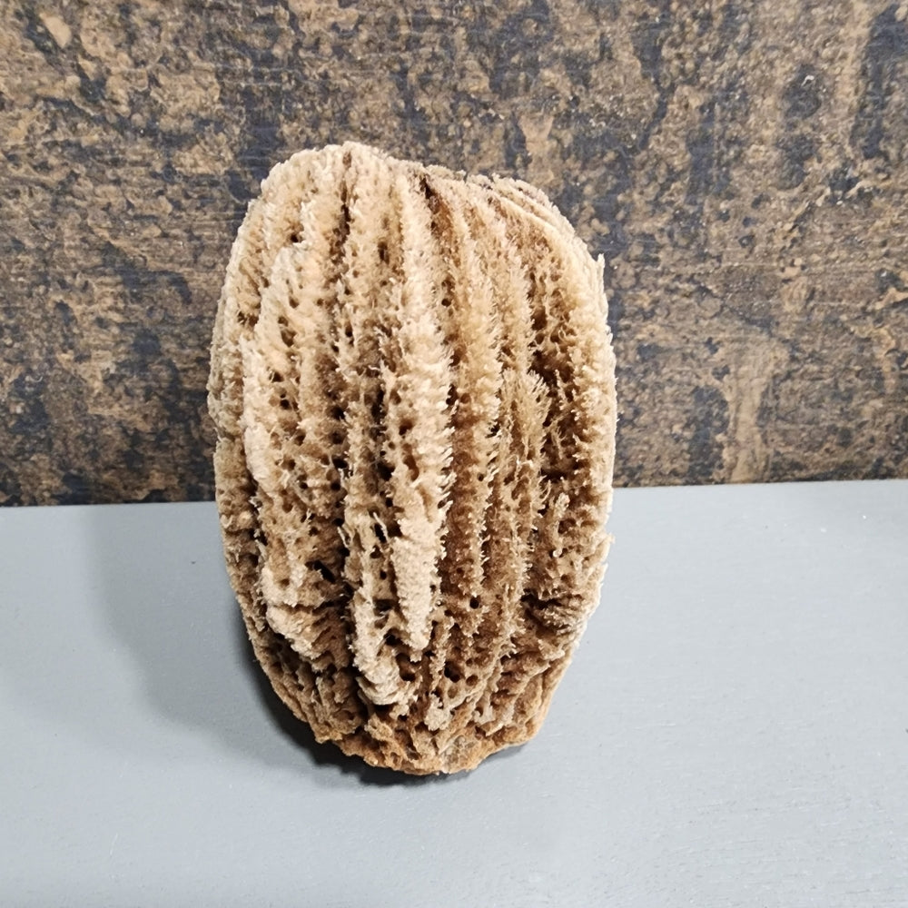 Natural Ocean Sea sponge Environmentally friendly antibacterial hyoallergenic