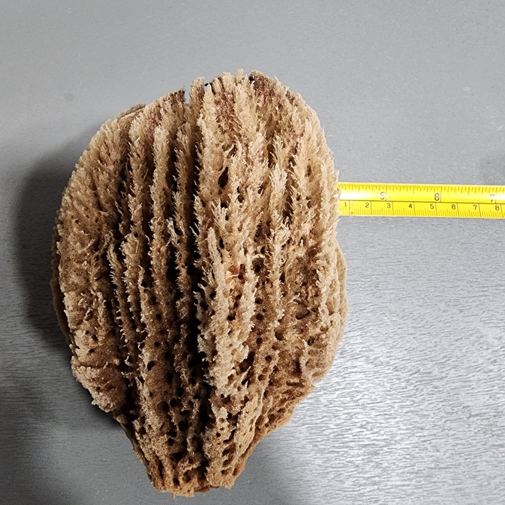 Natural Ocean Sea sponge Environmentally friendly antibacterial hyoallergenic
