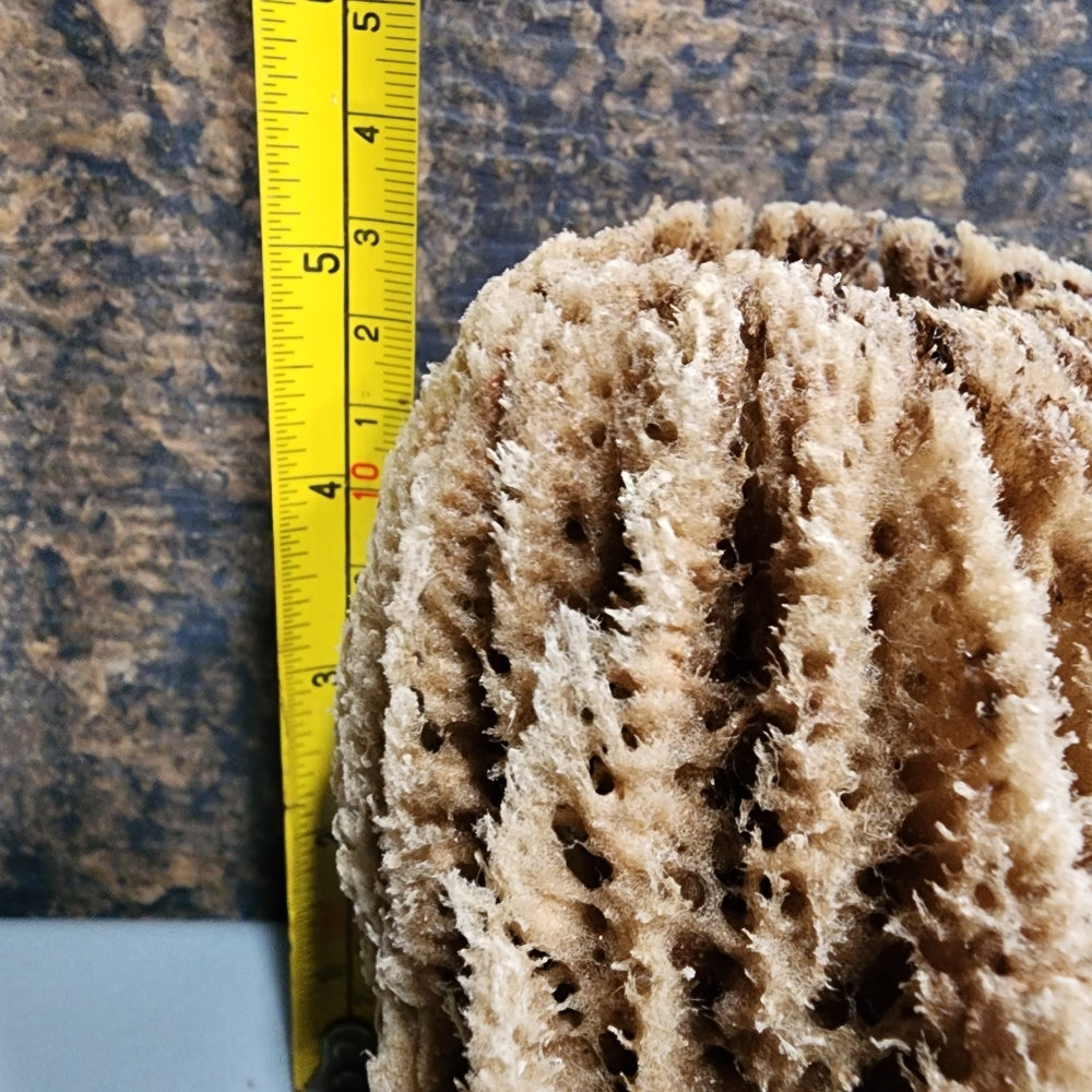 Natural Ocean Sea sponge Environmentally friendly antibacterial hyoallergenic