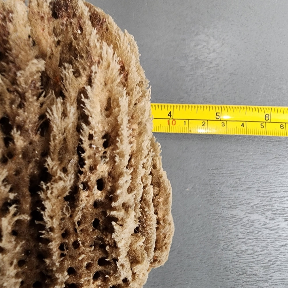Natural Ocean Sea sponge Environmentally friendly antibacterial hyoallergenic