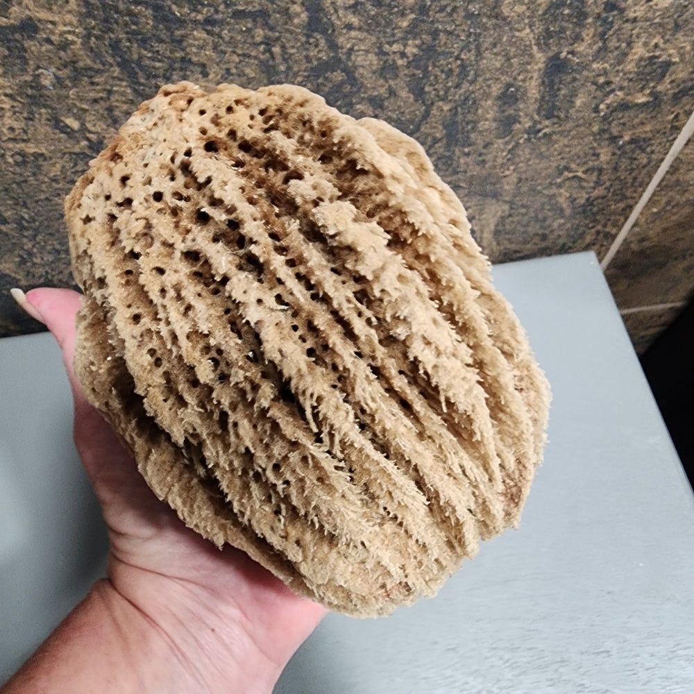 Natural Ocean Sea sponge Environmentally friendly antibacterial hyoallergenic