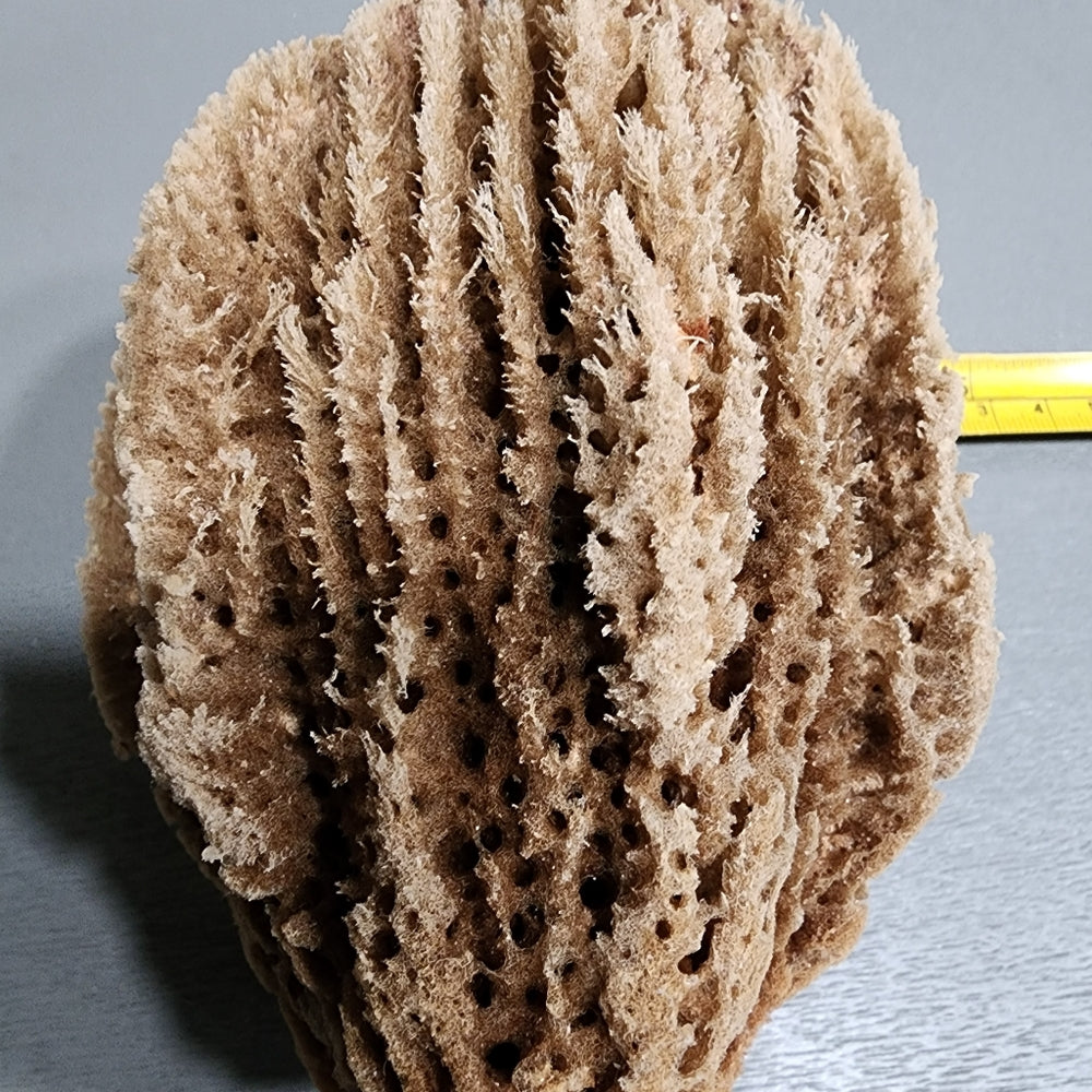 Natural Ocean Sea sponge Environmentally friendly antibacterial hyoallergenic