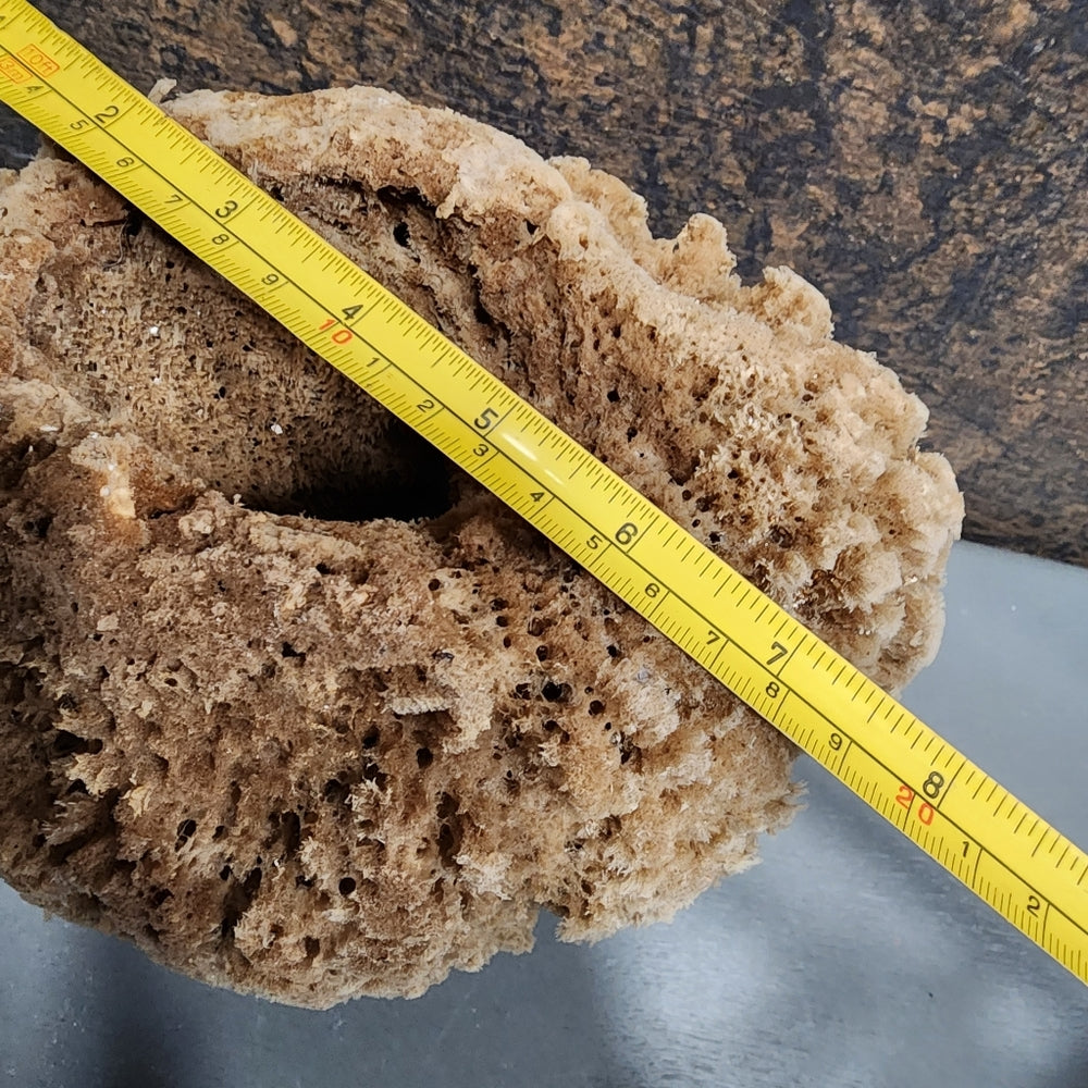 Natural Sea Sponge Hypoallergenic antibacterial environmentally friendly huge