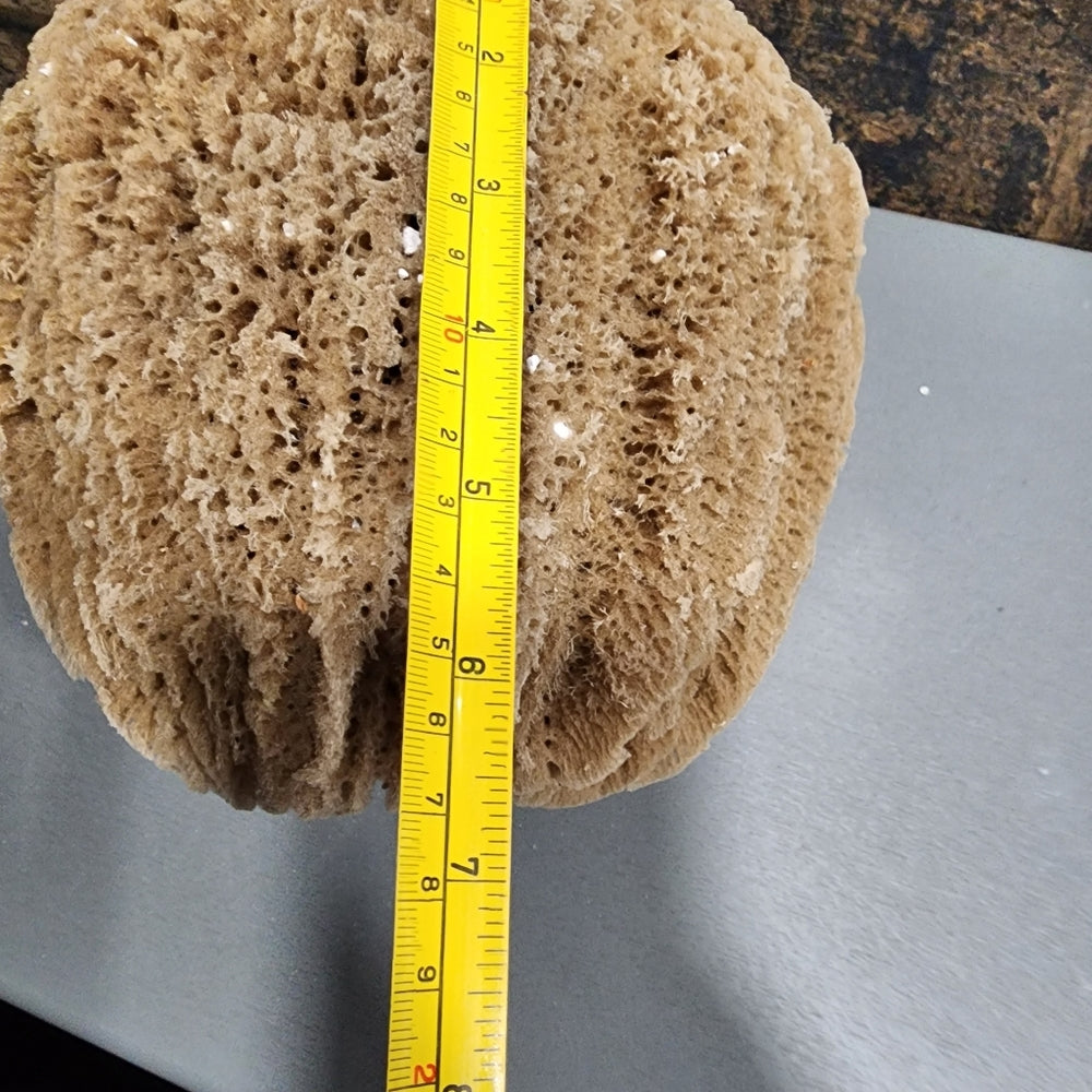 Natural Sea Sponge Hypoallergenic antibacterial environmentally friendly huge