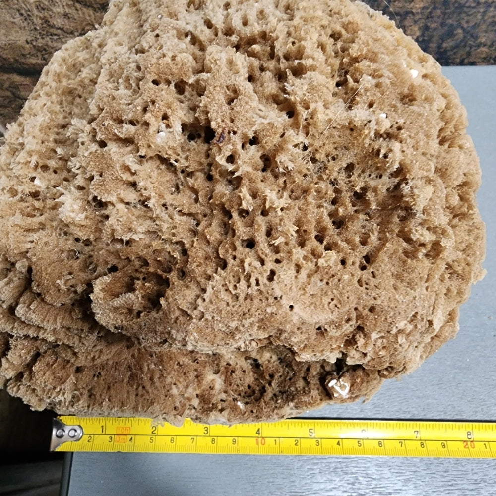Natural Sea Sponge Hypoallergenic antibacterial environmentally friendly huge