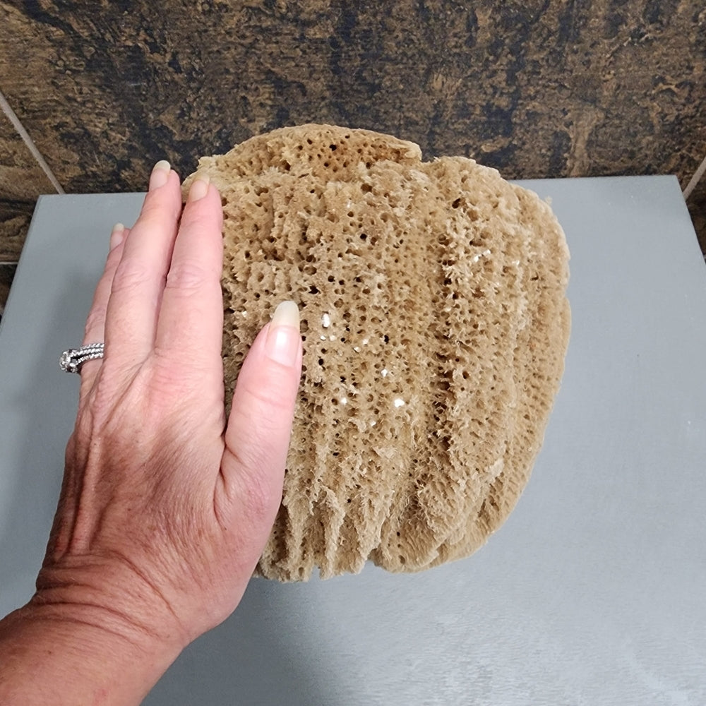Natural Sea Sponge Hypoallergenic antibacterial environmentally friendly huge
