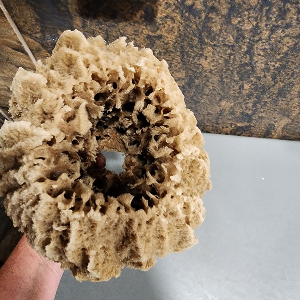 Natural Sea Sponge Hypoallergenic antibacterial environmentally friendly huge
