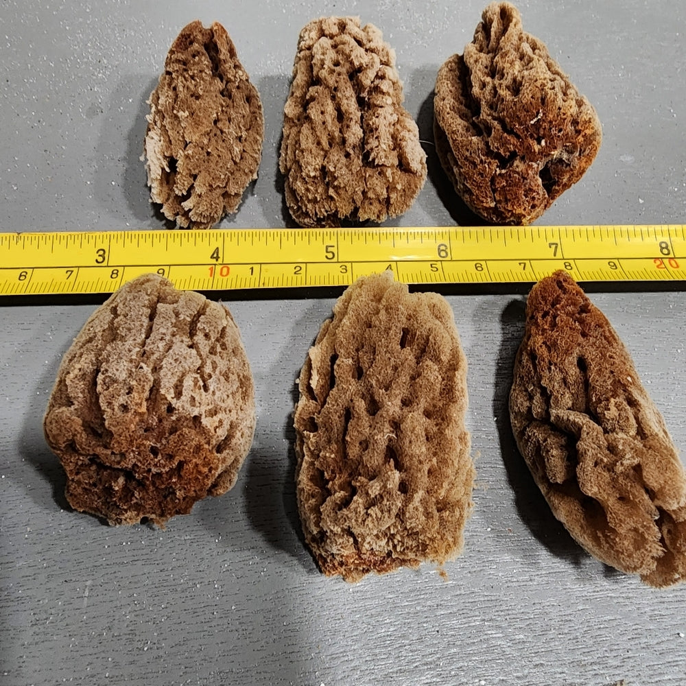Natural mini bundle lot of sea sponges for use or crafts Morel mushrooms