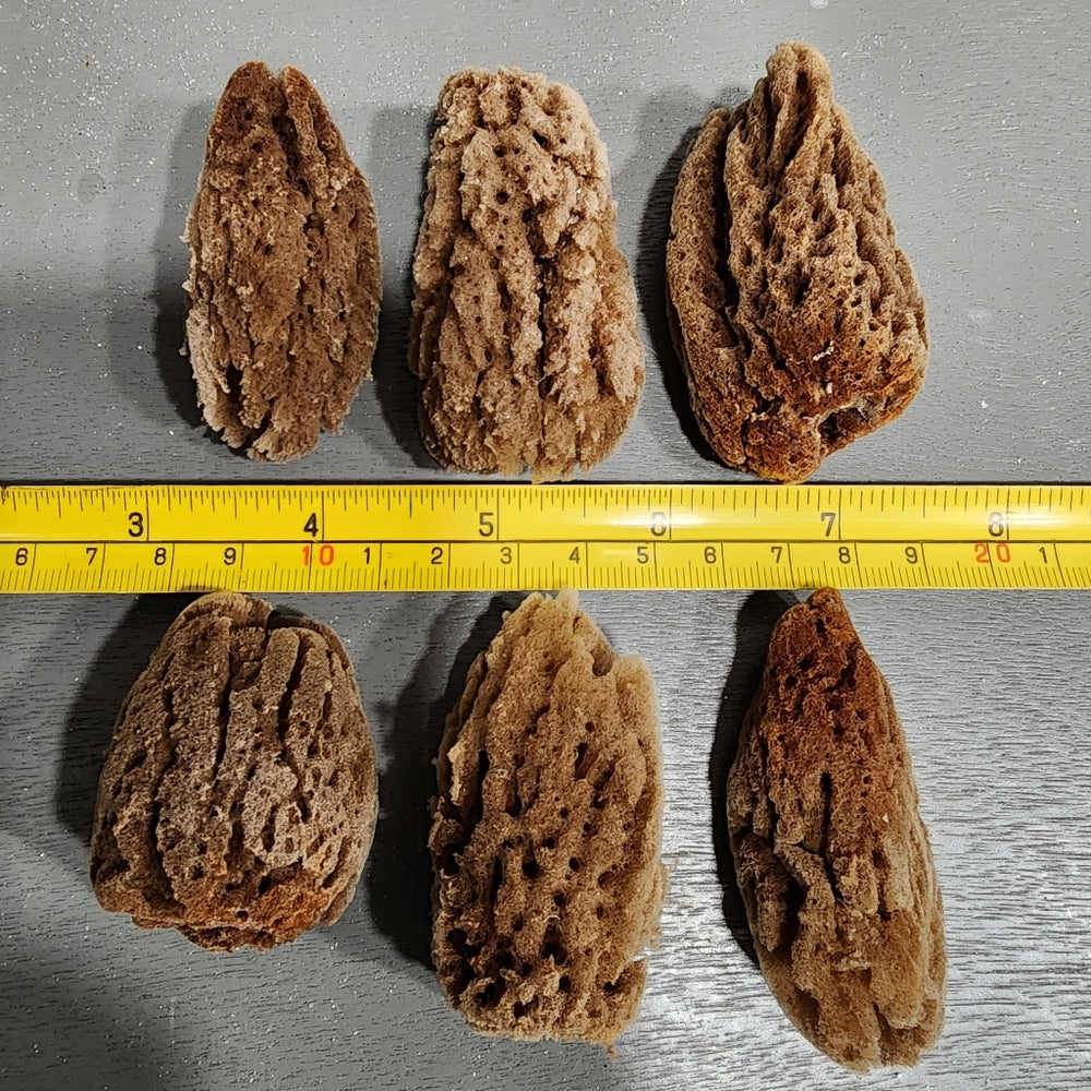 Natural mini bundle lot of sea sponges for use or crafts Morel mushrooms