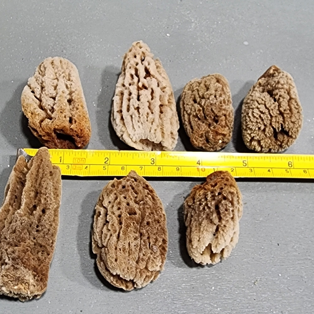 Natural mini sea sponges craft Morel Mushrooms or use