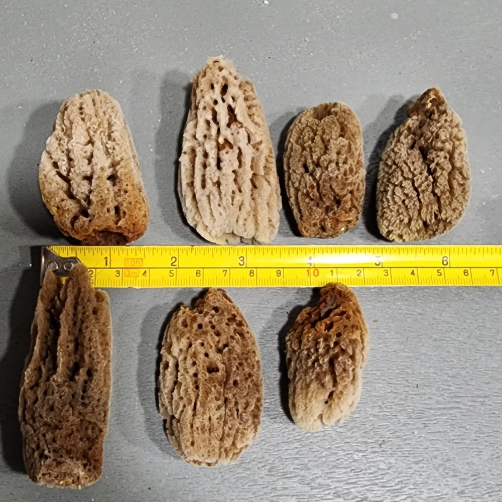 Natural mini sea sponges craft Morel Mushrooms or use
