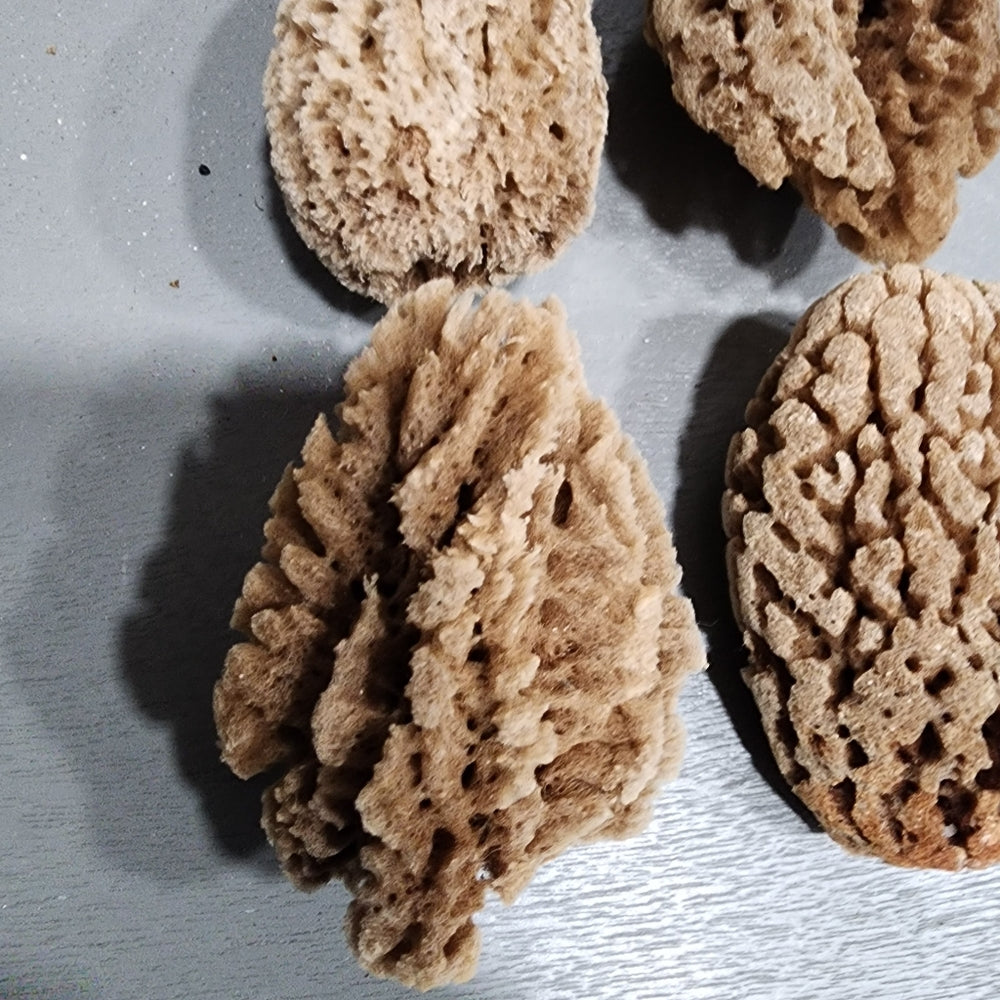 Natural mini Sea Sponge bundle lot Morel mushrooms use or crafts DIY