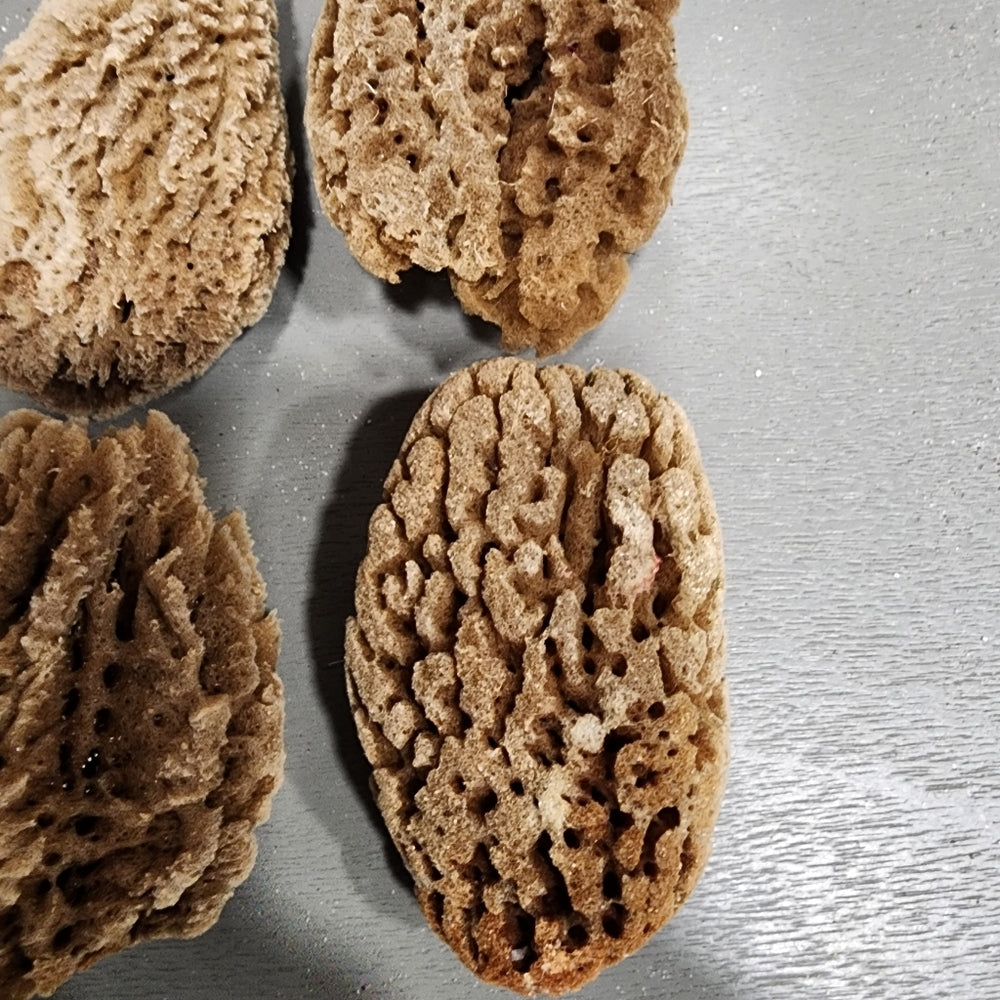 Natural mini Sea Sponge bundle lot Morel mushrooms use or crafts DIY