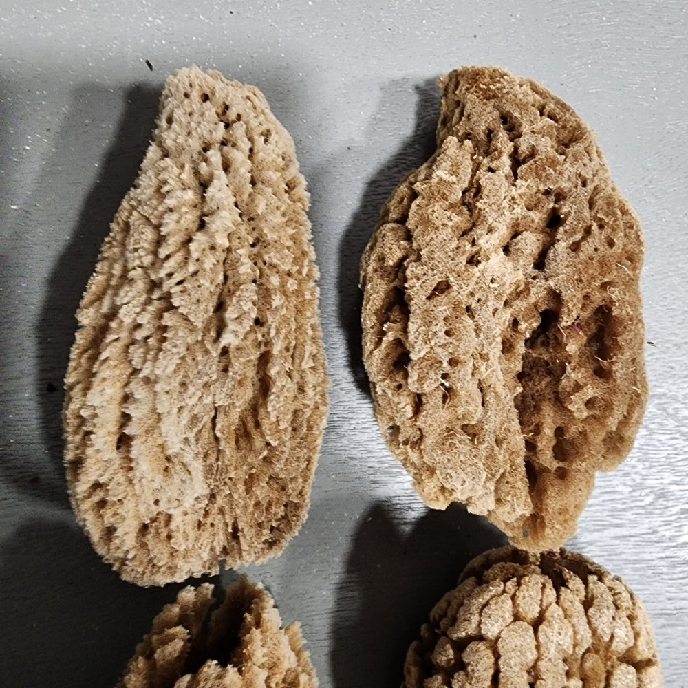 Natural mini Sea Sponge bundle lot Morel mushrooms use or crafts DIY