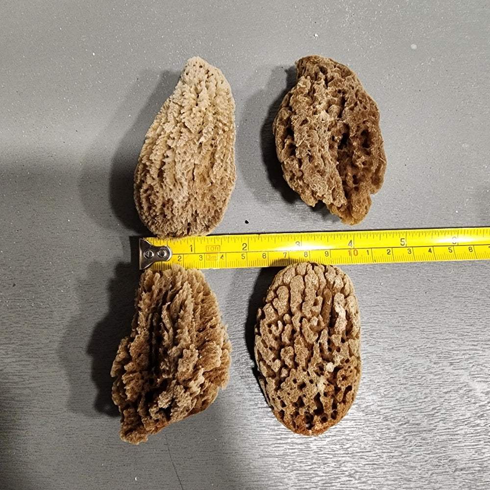Natural mini Sea Sponge bundle lot Morel mushrooms use or crafts DIY