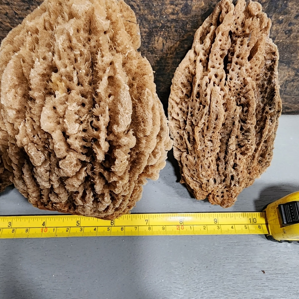 Bundle lot Natural Sea Sponges Environmentally friendly antibacterial Nutrients