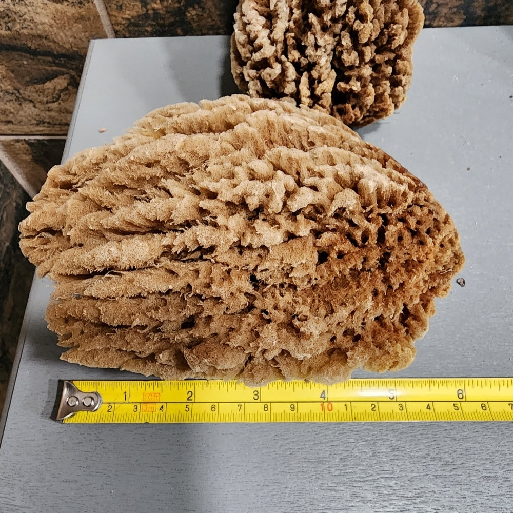 Bundle lot Natural Sea Sponges Environmentally friendly antibacterial Nutrients
