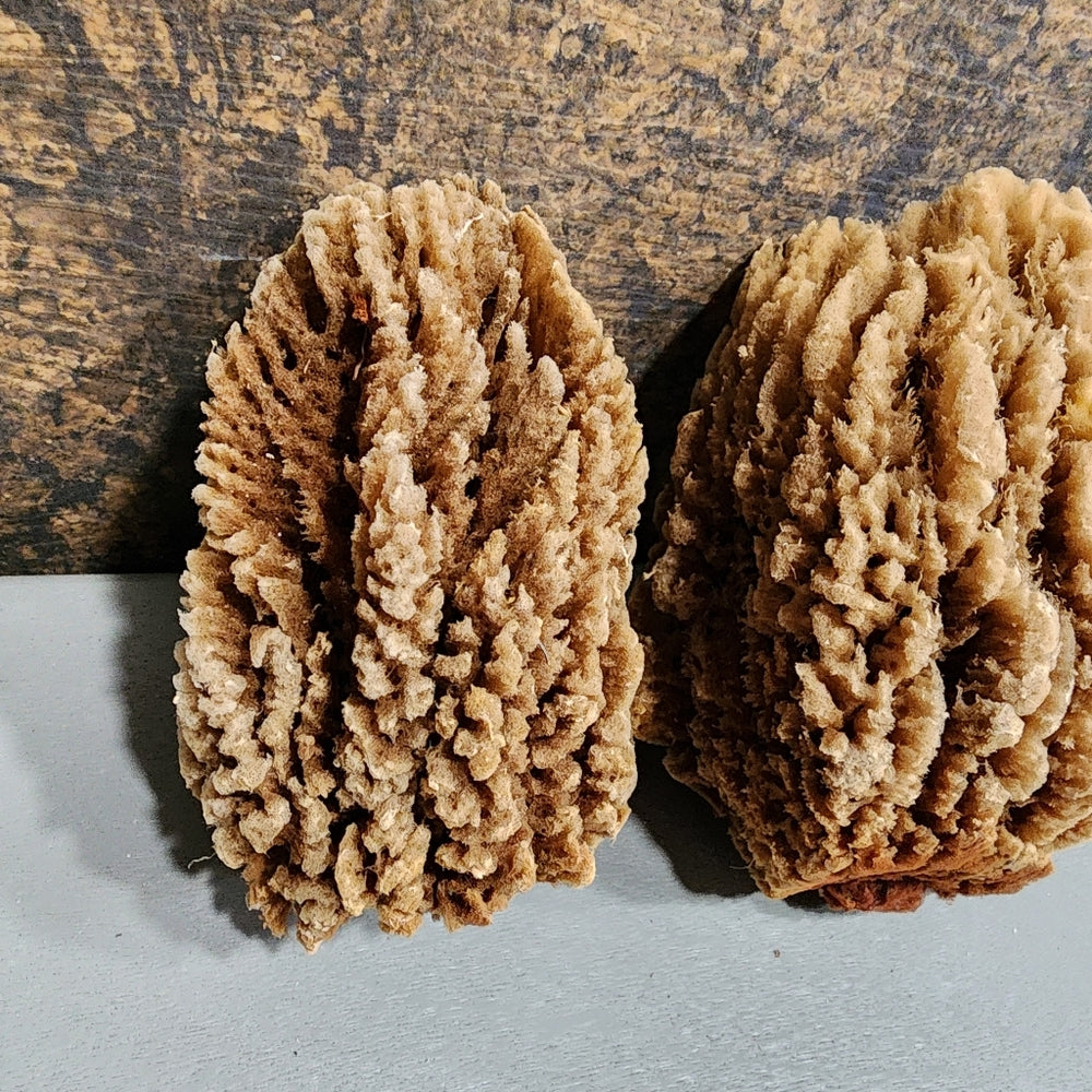 Bundle lot Natural Sea Sponges Environmentally friendly antibacterial Nutrients