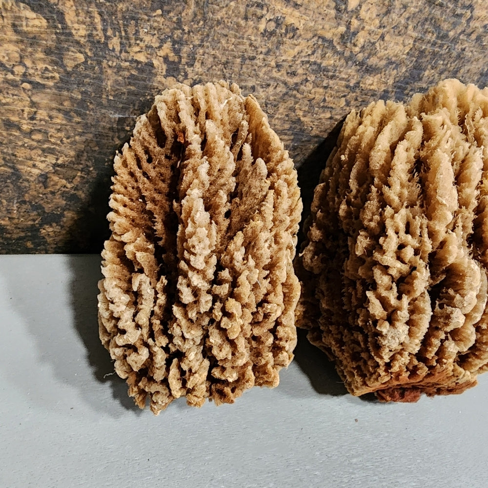 Bundle lot Natural Sea Sponges Environmentally friendly antibacterial Nutrients