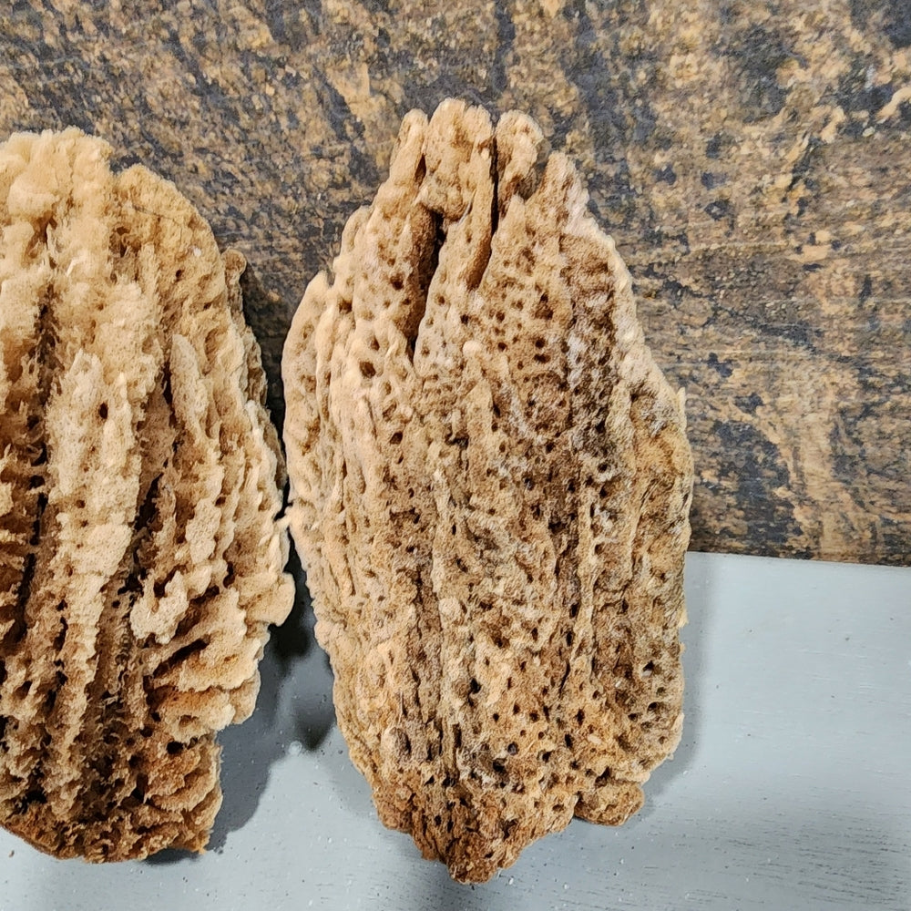 Bundle lot Natural Sea Sponges Environmentally friendly antibacterial Nutrients