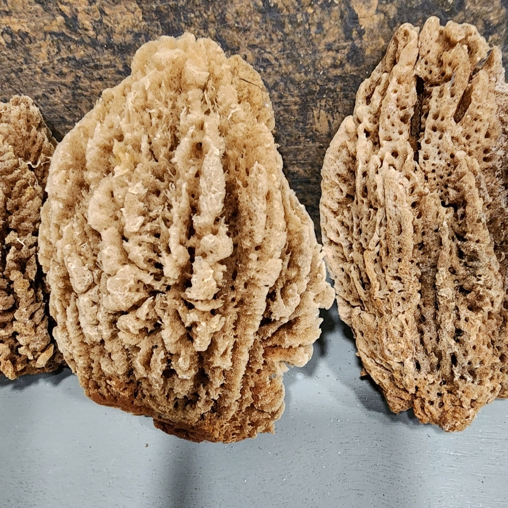 Bundle lot Natural Sea Sponges Environmentally friendly antibacterial Nutrients
