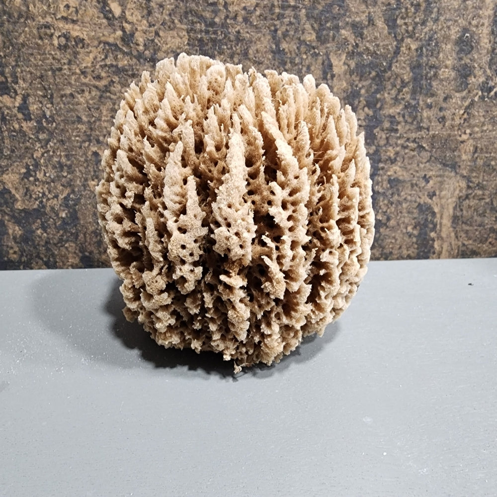 Natural antibacterial hypoallergenic nutrients Sea Sponge exfoliate organic