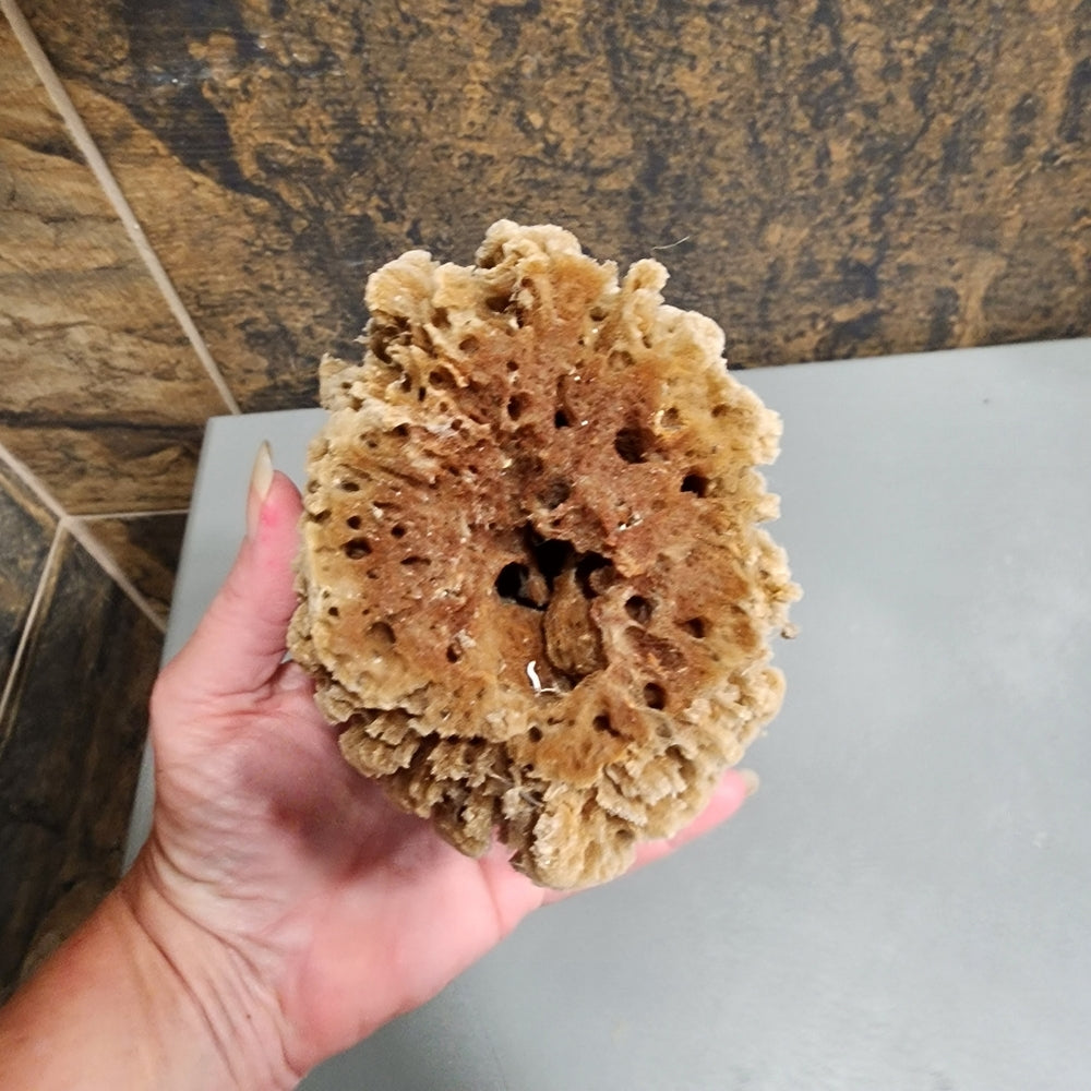 Natural antibacterial hypoallergenic nutrients Sea Sponge exfoliate organic