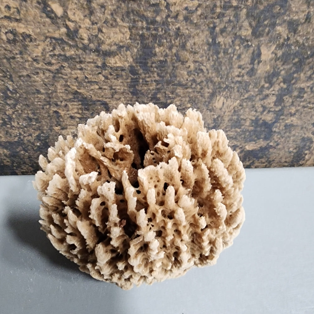 Natural antibacterial hypoallergenic nutrients Sea Sponge exfoliate organic