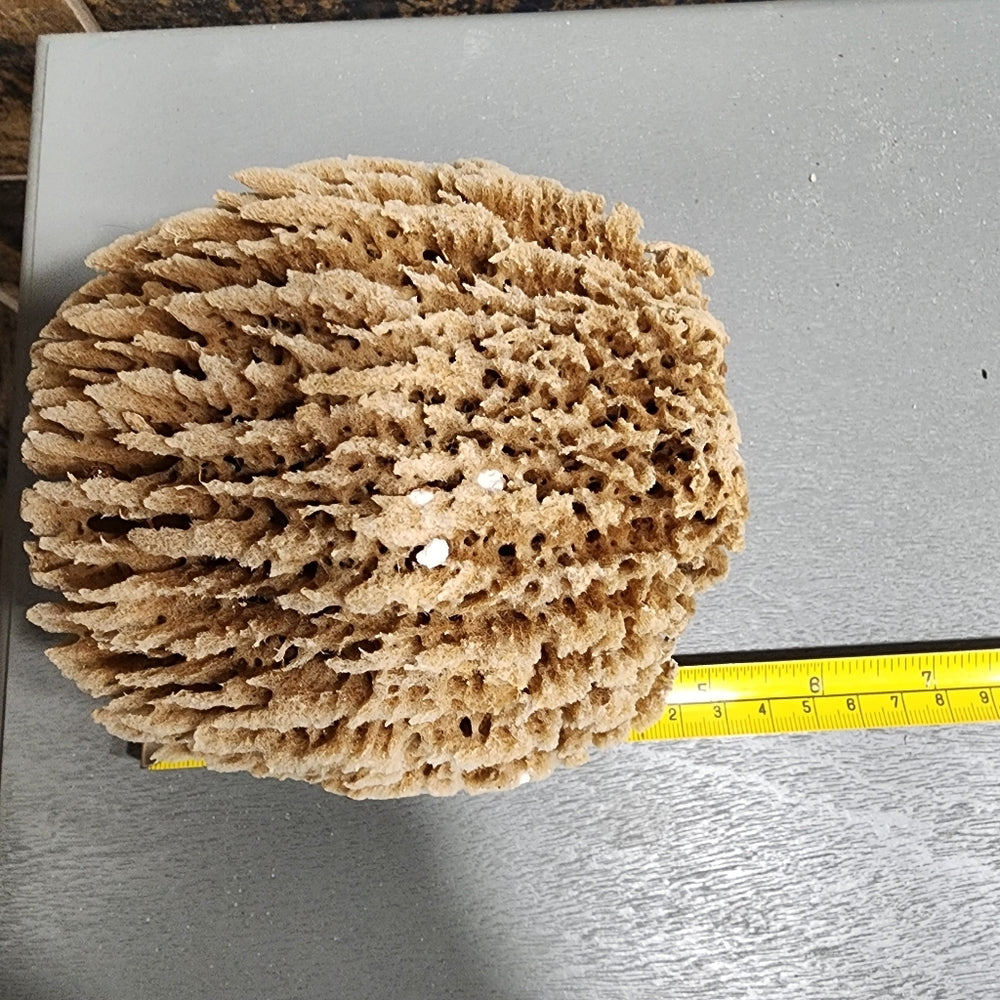 Natural antibacterial hypoallergenic nutrients Sea Sponge exfoliate organic