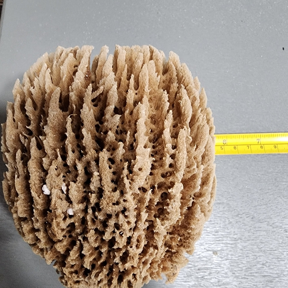 Natural antibacterial hypoallergenic nutrients Sea Sponge exfoliate organic