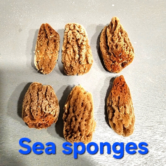 Natural mini bundle lot of sea sponges for use or crafts Morel mushrooms