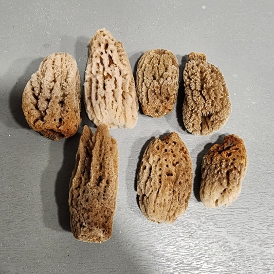 Natural mini sea sponges craft Morel Mushrooms or use