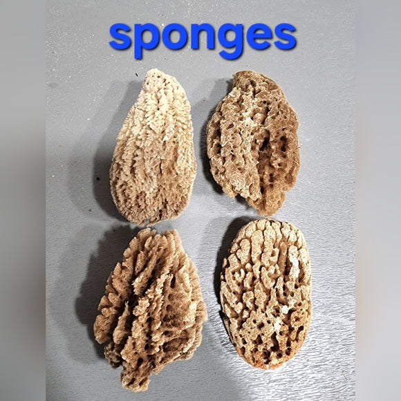 Natural mini Sea Sponge bundle lot Morel mushrooms use or crafts DIY