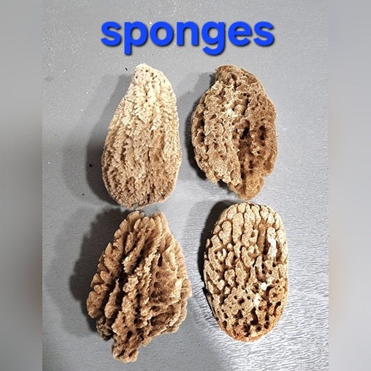 Natural mini Sea Sponge bundle lot Morel mushrooms use or crafts DIY