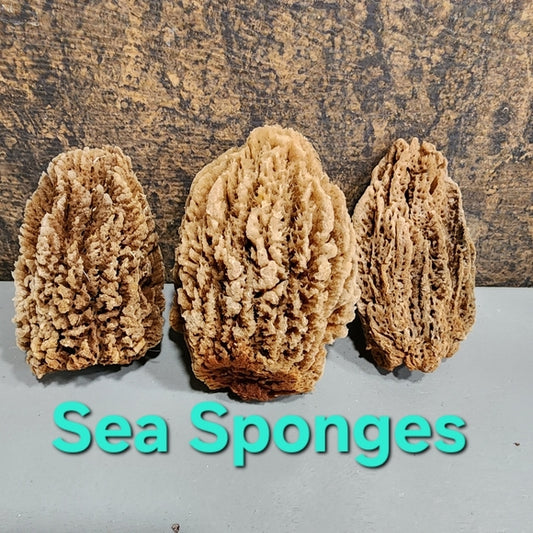 Bundle lot Natural Sea Sponges Environmentally friendly antibacterial Nutrients